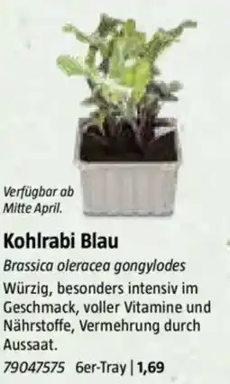 Bauhaus Kohlrabi Blau Angebot