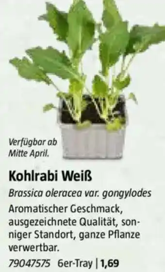 Bauhaus Kohlrabi Weiß Angebot