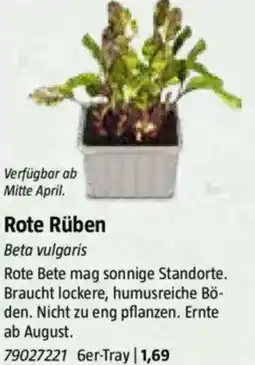 Bauhaus Rote Rüben Angebot