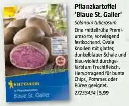 Bauhaus Pflanzkartoffel 'Blaue St. Galler' Angebot