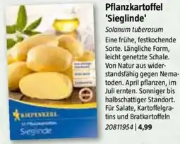 Bauhaus Pflanzkartoffel 'Sieglinde' Angebot