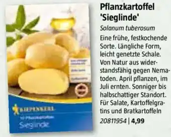 Bauhaus Pflanzkartoffel 'Sieglinde' Angebot