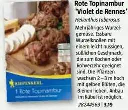 Bauhaus Rote Topinambur 'Violet de Rennes' Angebot