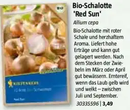 Bauhaus Bio-Schalotte 'Red Sun' Angebot