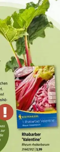 Bauhaus Rhabarber 'Valentine' Angebot