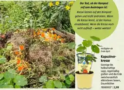 Bauhaus Kapuziner- kresse Angebot