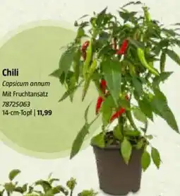 Bauhaus Chili Angebot