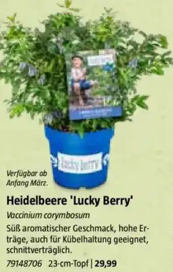 Bauhaus Heidelbeere 'Lucky Berry' Angebot