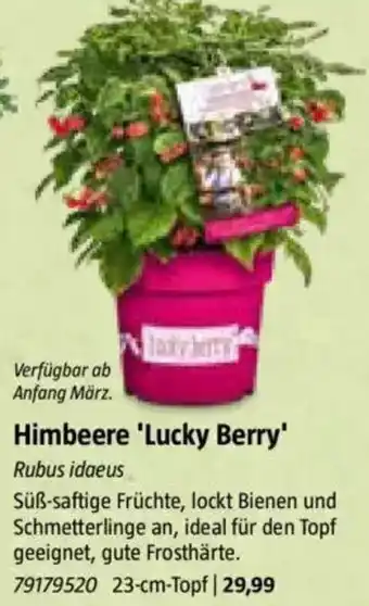 Bauhaus Himbeere 'Lucky Berry' Angebot