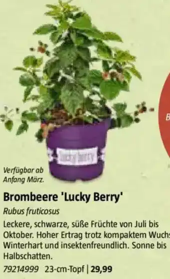 Bauhaus Brombeere 'Lucky Berry' Angebot