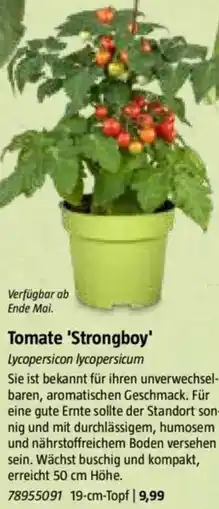 Bauhaus Tomate 'Strongboy' Angebot