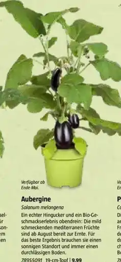 Bauhaus Aubergine Angebot