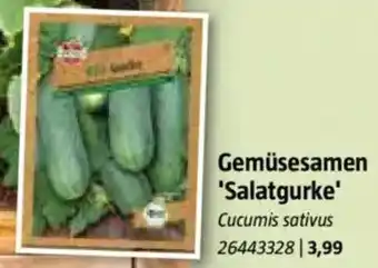 Bauhaus Gemüsesamen 'Salatgurke' Angebot