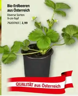 Bauhaus Bio-Erdbeeren aus Österreich Angebot