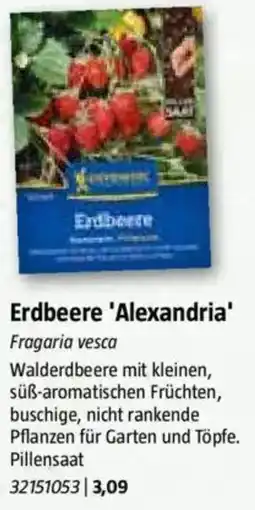 Bauhaus Erdbeere 'Alexandria' Angebot