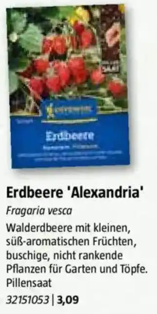 Bauhaus Erdbeere 'Alexandria' Angebot