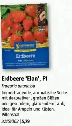 Bauhaus Erdbeere 'Elan', F1 Angebot