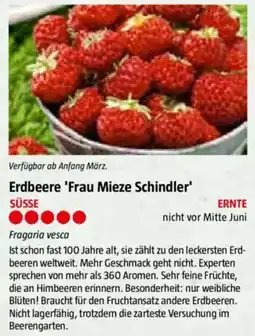 Bauhaus Erdbeere 'Frau Mieze Schindler' Angebot