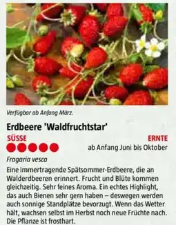Bauhaus Erdbeere 'Waldfruchtstar' Angebot