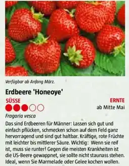 Bauhaus Erdbeere 'Honeoye' Angebot
