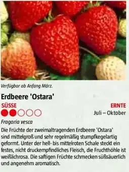 Bauhaus Erdbeere 'Ostara' Angebot