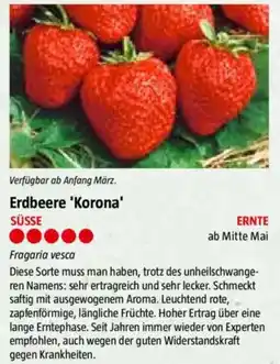 Bauhaus Erdbeere 'Korona' Angebot