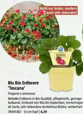 Bauhaus Blu Bio Erdbeere 'Toscana Angebot