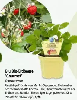 Bauhaus Blu Bio-Erdbeere 'Gourmet' Angebot