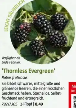 Bauhaus 'Thornless Evergreen' Angebot