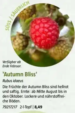 Bauhaus 'Autumn Bliss' Angebot