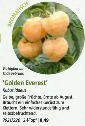 Bauhaus 'Golden Everest' Angebot