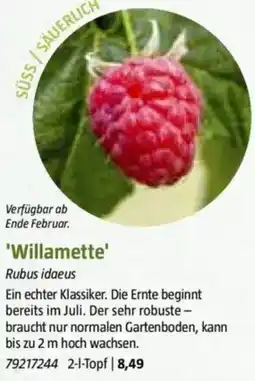 Bauhaus 'Willamette' Angebot