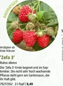 Bauhaus 'Zefa 3' Rubus idaeus Angebot