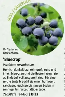 Bauhaus 'Bluecrop' Angebot