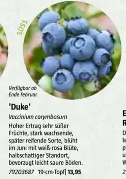 Bauhaus 'Duke' Angebot