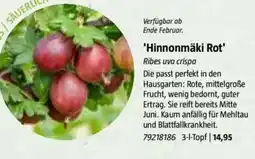 Bauhaus 'Hinnonmäki Rot' Angebot