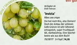 Bauhaus 'Invicta' Angebot