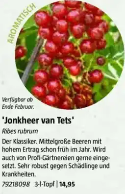 Bauhaus 'Jonkheer van Tets' Ribes rubrum Angebot