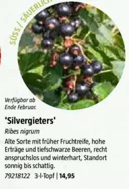 Bauhaus 'Silvergieters' Ribes nigrum Angebot
