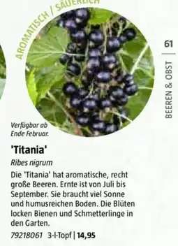 Bauhaus 'Titania' Angebot