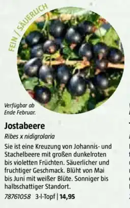 Bauhaus Jostabeere Angebot
