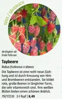 Bauhaus Taybeere Angebot
