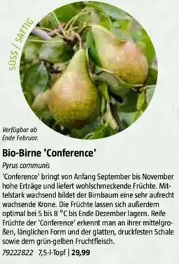 Bauhaus Bio-Birne 'Conference' Pyrus communis Angebot