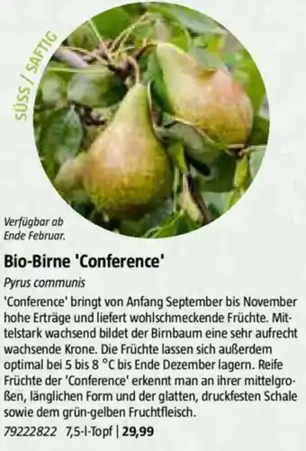 Bauhaus Bio-Birne 'Conference' Pyrus communis Angebot