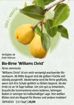 Bauhaus Bio-birne 'williams christ' pyrus communis Angebot