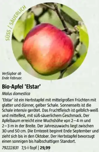Bauhaus Bio-Apfel 'Elstar' Angebot