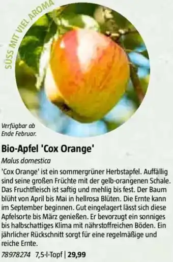 Bauhaus Bio-Apfel 'Cox Orange' Angebot