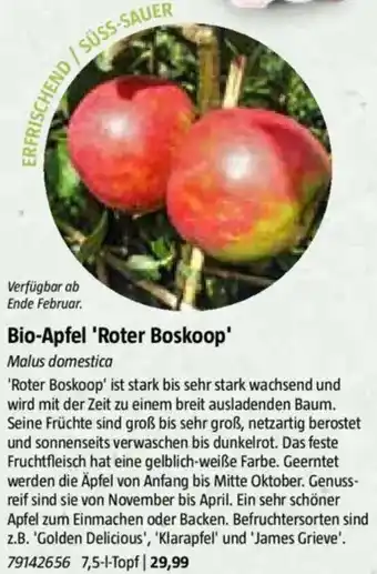 Bauhaus Bio-Apfel 'Roter Boskoop' Angebot