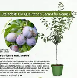 Bauhaus Bio-Pflaume 'Hauszwetsche' Angebot