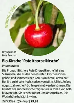 Bauhaus Bio-Kirsche 'Rote Knorpelkirsche' Angebot